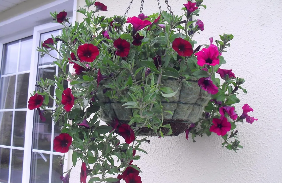 Seafield House B&B-1